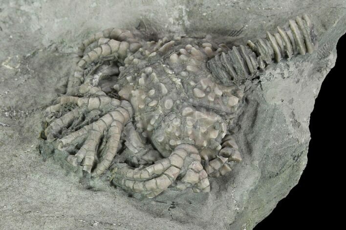 Crinoid (Platycrinites) Fossil - Crawfordsville, Indiana #125912